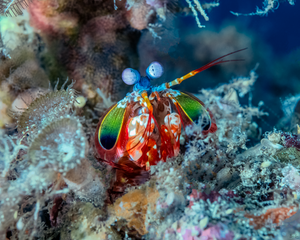 Underwater Peacock